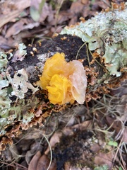 Tremella mesenterica image