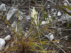 Ornithogalum juncifolium