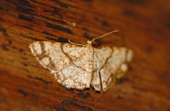 Lomographa indularia