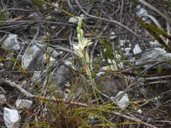 Ornithogalum juncifolium