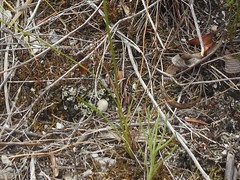 Ornithogalum juncifolium