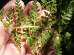 Cystopteris reevesiana