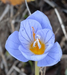 Crocus pulchellus