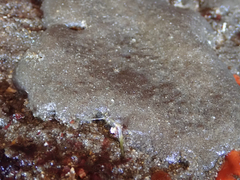Eudistoma psammion