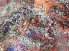 Metandrocarpa taylori