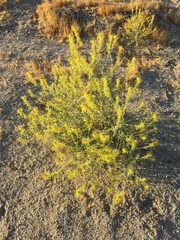 Cleomella palmeri