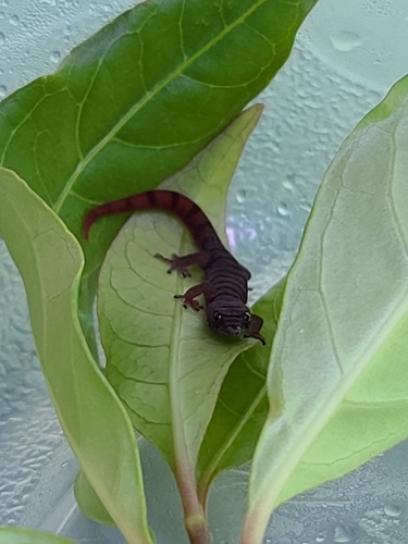 Ashy gecko, Sphaerodactylus elegans