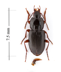 Pterostichus commutabilis