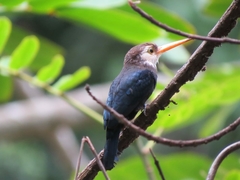 Brachygalba albogularis