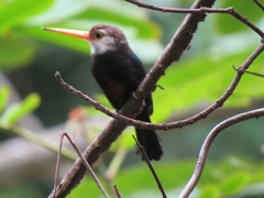 Brachygalba albogularis