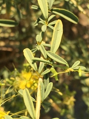 Cleomella palmeri