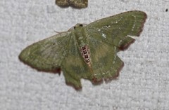 Metallochlora lineata