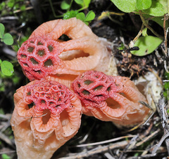 Colus hirudinosus