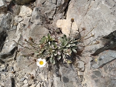 Celmisia cockayneana