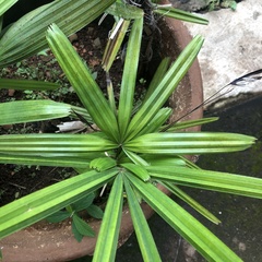 Rhapis excelsa