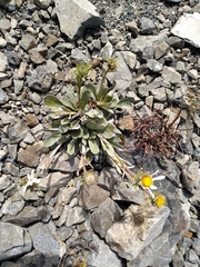 Celmisia cockayneana