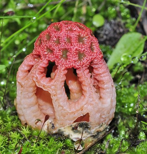 Colus hirudinosus Cavalier & Séchier