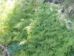 Cystopteris reevesiana