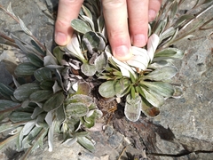 Celmisia cockayneana