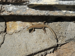 Podarcis liolepis