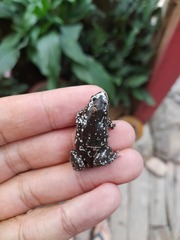 Chiasmocleis albopunctata