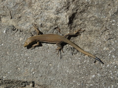 Podarcis liolepis