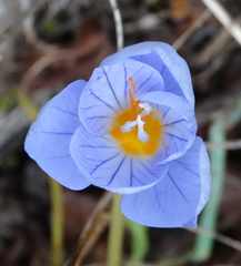 Crocus pulchellus