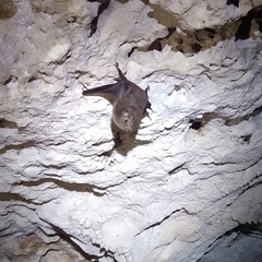 Peropteryx macrotis