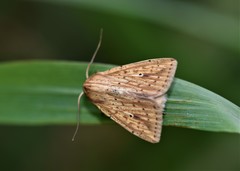 Mythimna pyrausta