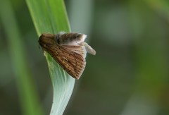 Mythimna pyrausta