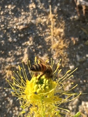 Cleomella palmeri