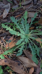 Berlandiera subacaulis