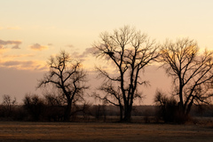 Haliaeetus leucocephalus