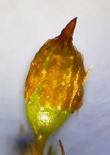 Image of Orthotrichum stramineum by no rights reserved