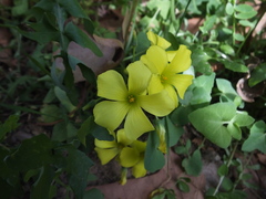 Oxalis pes-caprae