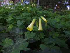 Oxalis pes-caprae