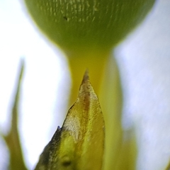 Orthotrichum stramineum