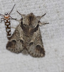 Antithemerastis acrobela