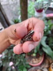 Chiasmocleis albopunctata