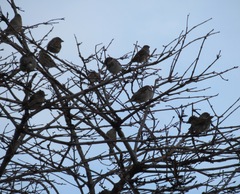 Passer domesticus