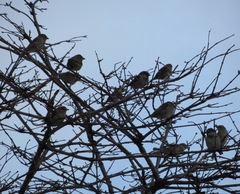 Passer domesticus