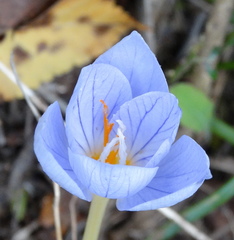 Crocus pulchellus