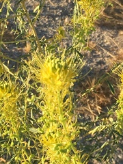 Cleomella palmeri