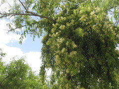 Tripodanthus acutifolius