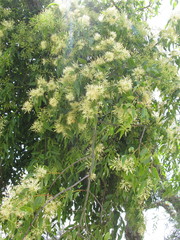 Tripodanthus acutifolius