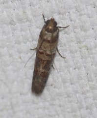 Hypargyria metalliferella