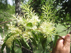 Tripodanthus acutifolius