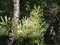 Tripodanthus acutifolius