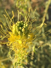 Cleomella palmeri