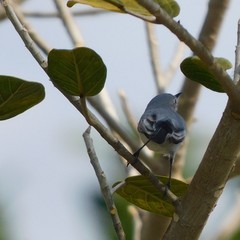Polioptila caerulea